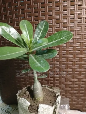 অ্যাডেনিয়াম বিক্রির জন্য। অ্যাডেনিয়াম বিক্রি হবে। (ডেলিভারি উপলব্ধ নয়)