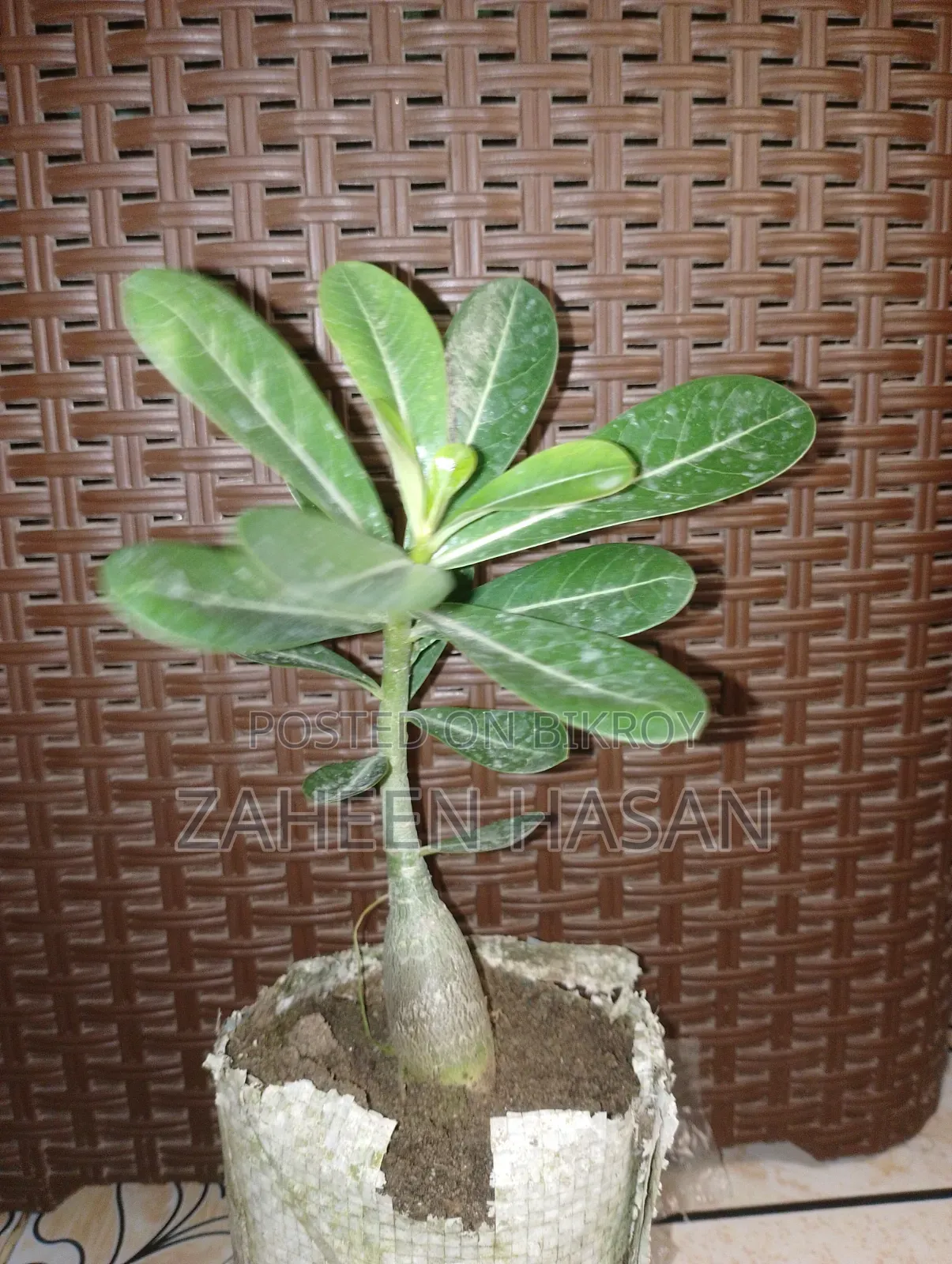 Adenium for sale. Adenium will be sold. (Delivery Not Available)