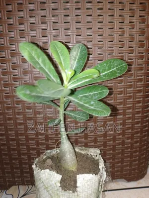 Adenium for sale. Adenium will be sold. (Delivery Not Available)