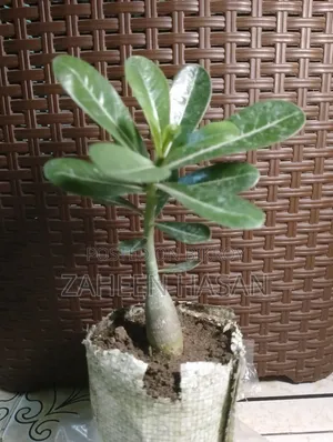 Adenium for sale. Adenium will be sold. (Delivery Not Available)