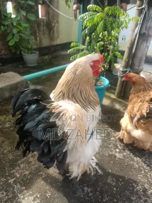 Brahma Rooster-Hen