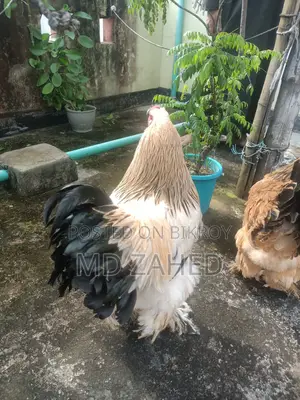 ব্রাহামা মরগ- মুরগী