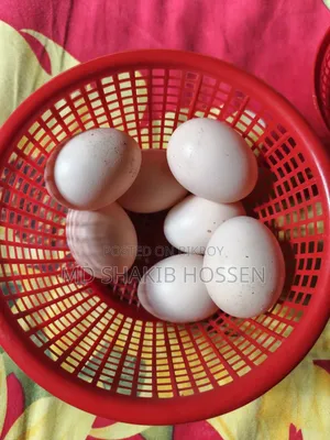 Buff Brahma Chicken Fertile Eggs