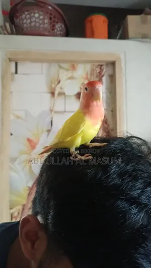 1 Single Love Bird Full Trained and Playfull