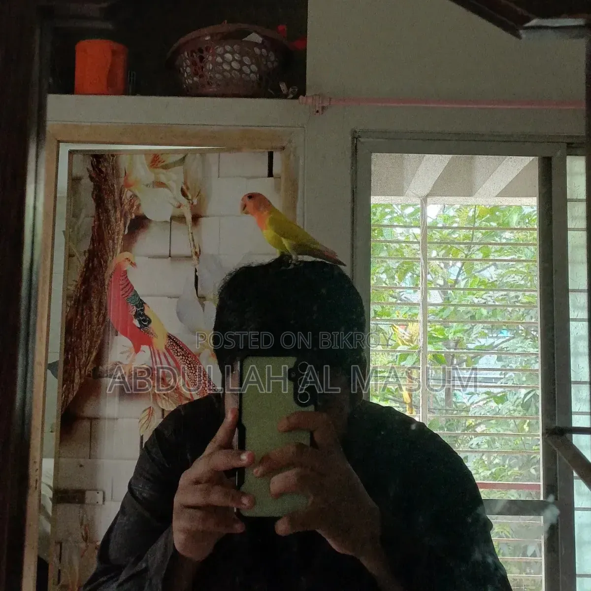 1 Single Love Bird Full Trained and Playfull