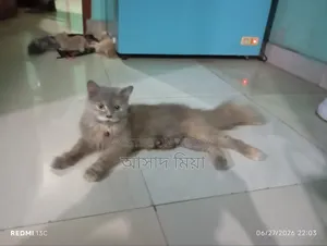 6-12 months Female Purebred Persian