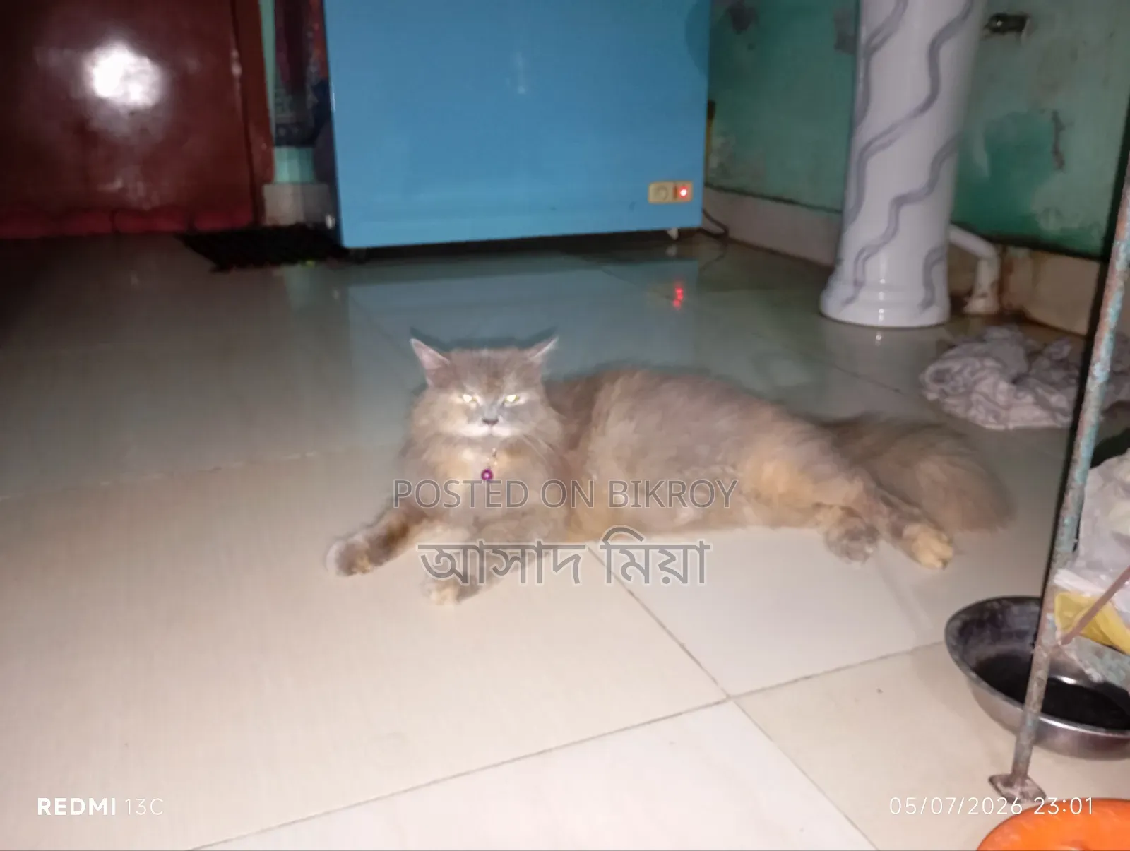 6-12 months Female Purebred Persian