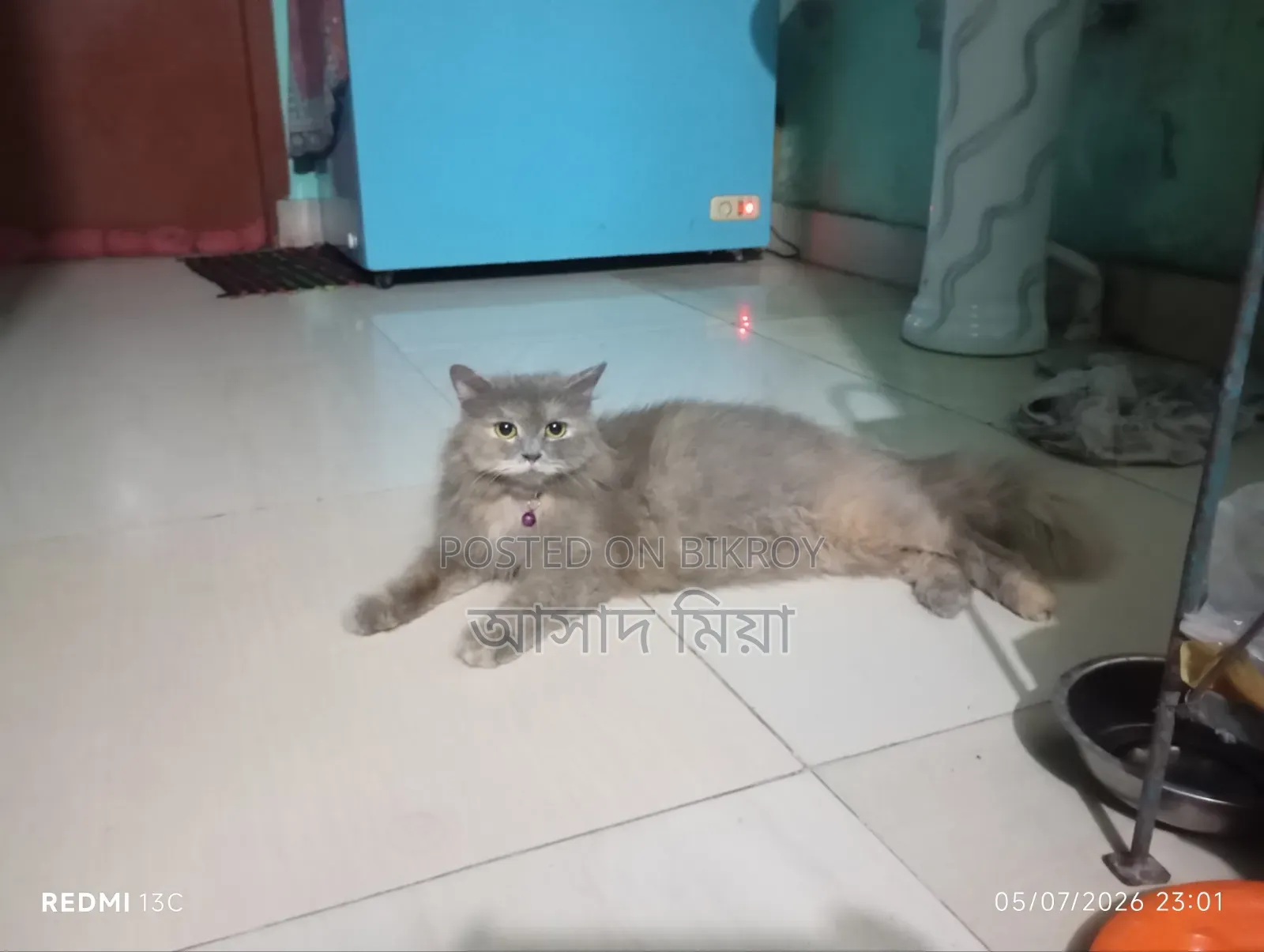 6-12 months Female Purebred Persian