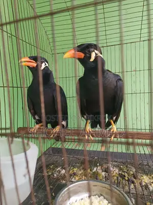 ময়না পাখি