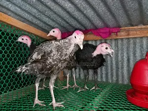 Turkey Bird Turkey