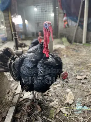 টার্কি মুরগি Turkey
