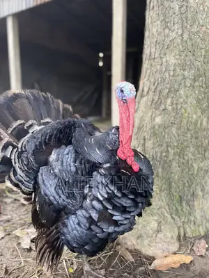 টার্কি মুরগি Turkey