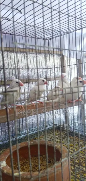 ৪ পিস জাভা পাখি বিক্রয়ের জন্য