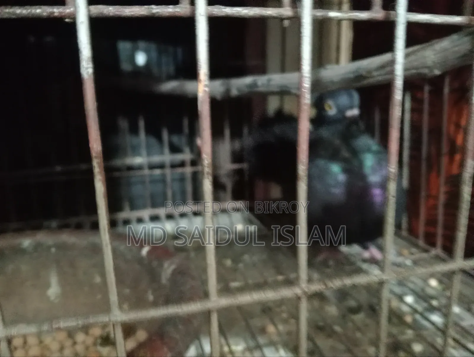 একজোড়া রানিং কবুতর এবং একটি হাতে ট্যাম করা কবুতর