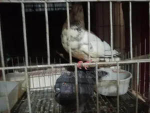 একজোড়া রানিং কবুতর এবং একটি হাতে ট্যাম করা কবুতর