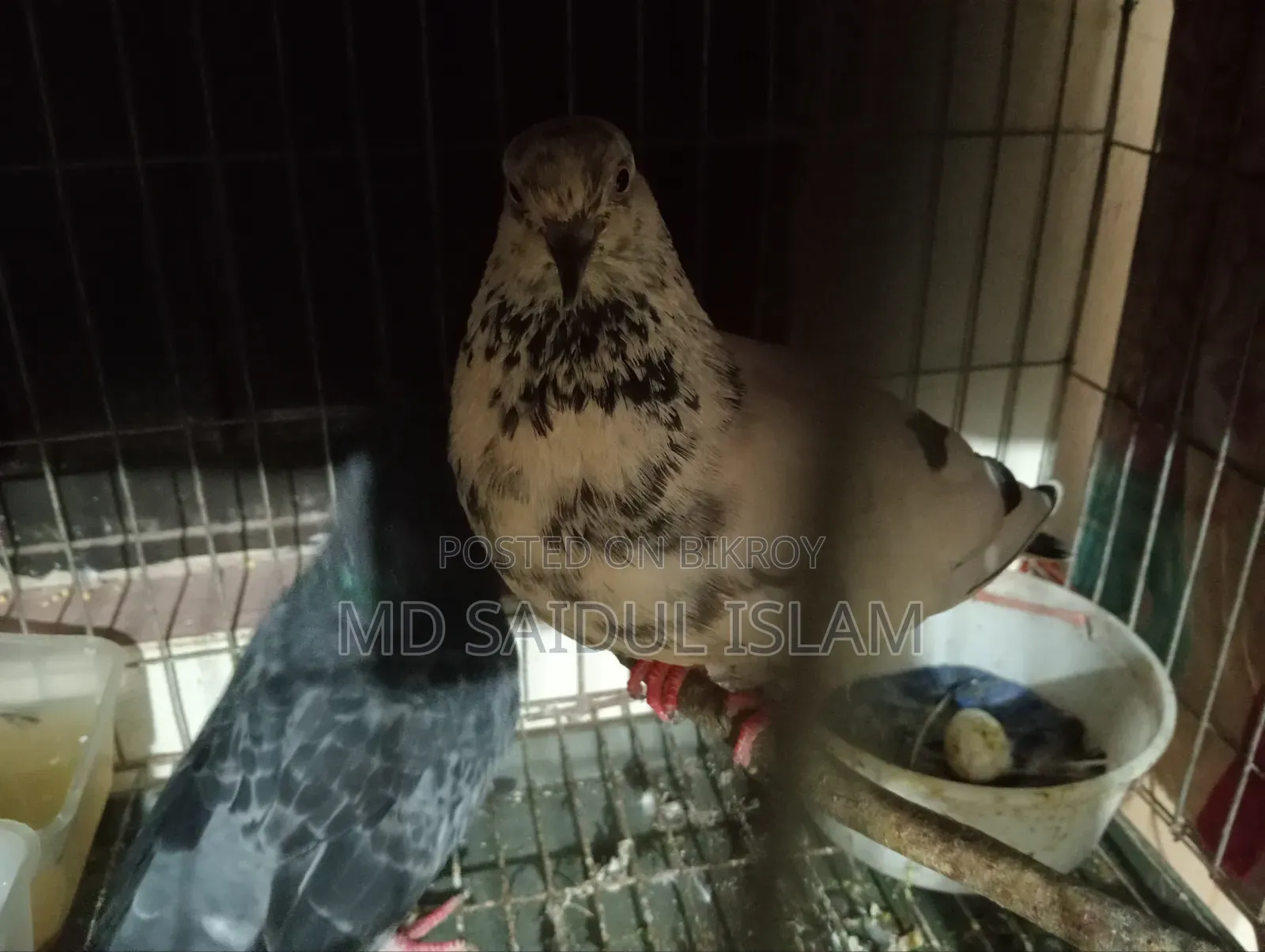 একজোড়া রানিং কবুতর এবং একটি হাতে ট্যাম করা কবুতর