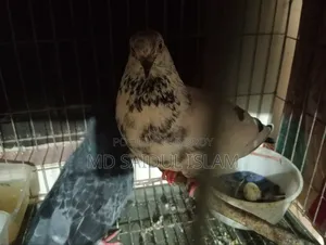একজোড়া রানিং কবুতর এবং একটি হাতে ট্যাম করা কবুতর