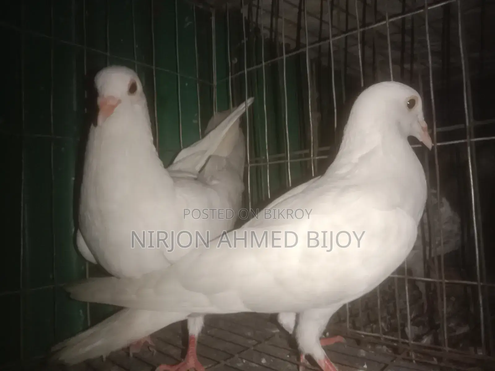 কাঁকজি কবুতর বিক্রি করা হবে