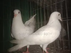 কাঁকজি কবুতর বিক্রি করা হবে