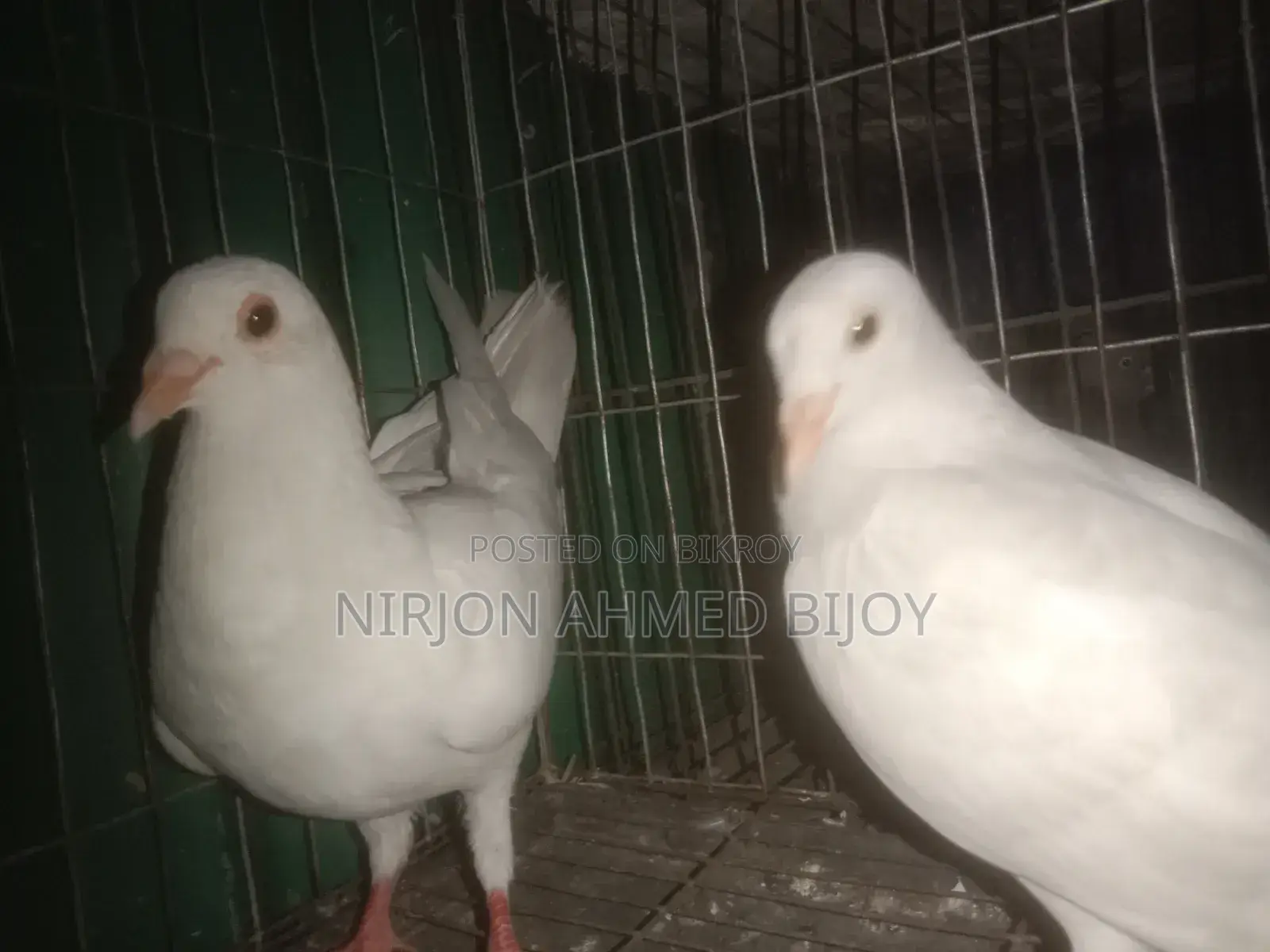 কাঁকজি কবুতর বিক্রি করা হবে