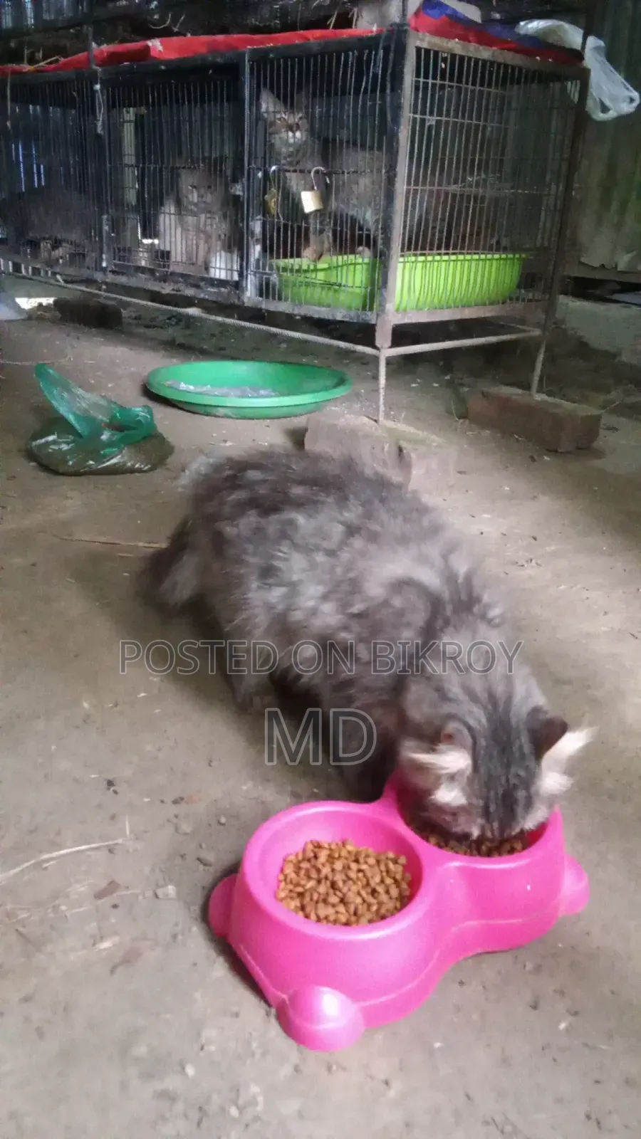 6-12 months Male Mixed Breed Persian