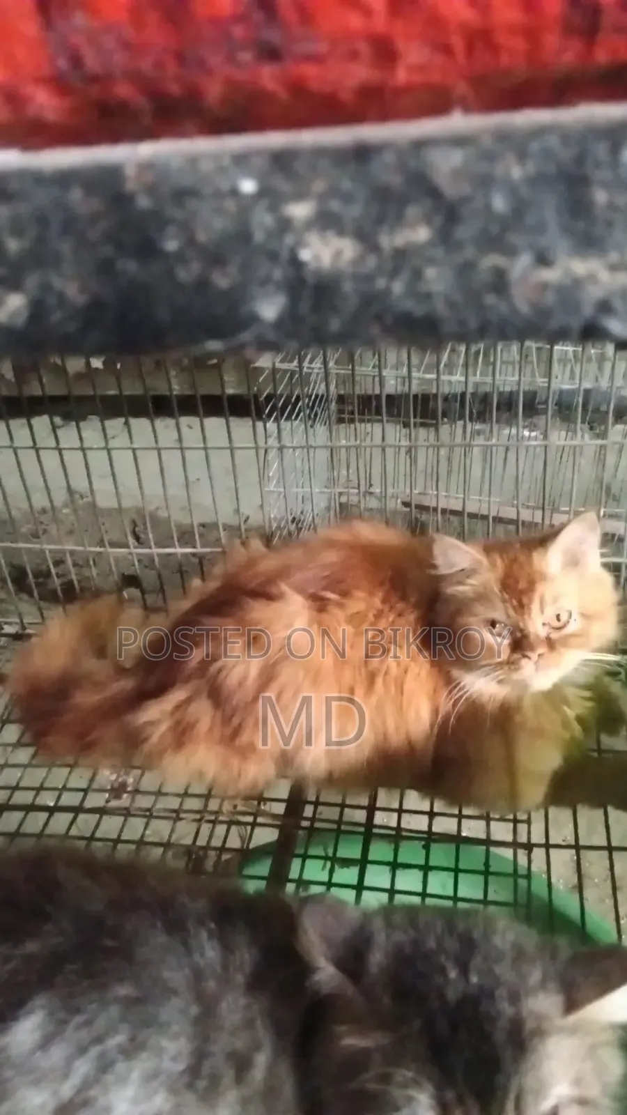 6-12 months Male Mixed Breed Persian