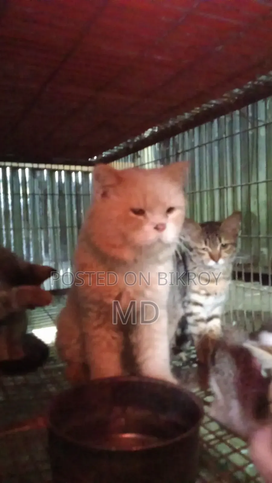 6-12 months Male Mixed Breed Persian
