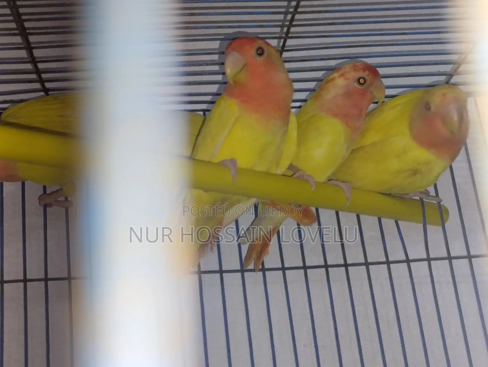 লাভবার্ড পাখু বিক্রি
