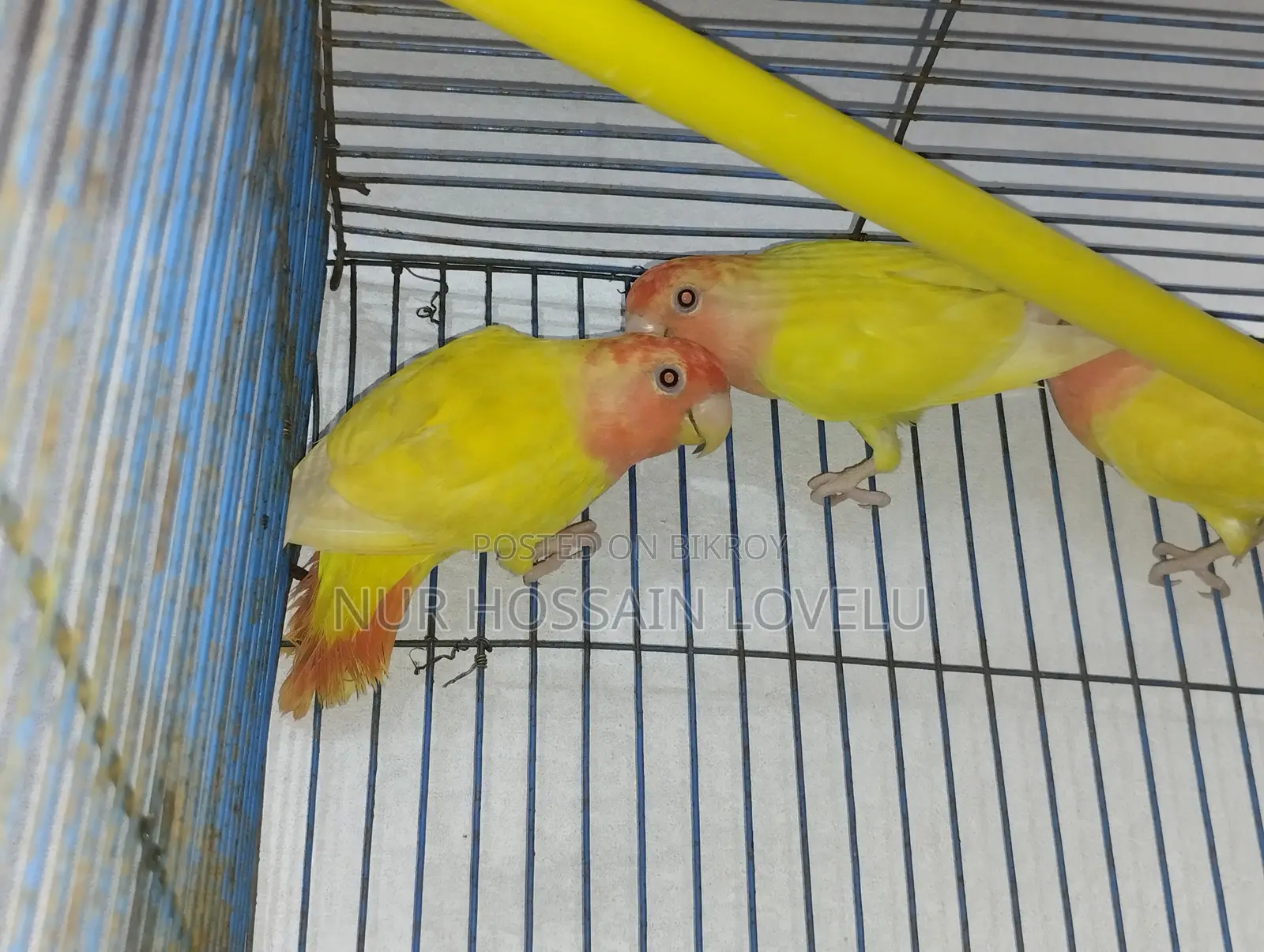 লাভবার্ড পাখু বিক্রি