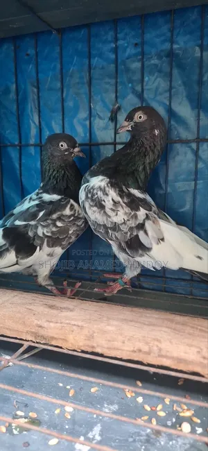 এক জোড়া হাই কলিটির গিরিবাজ কবুতর