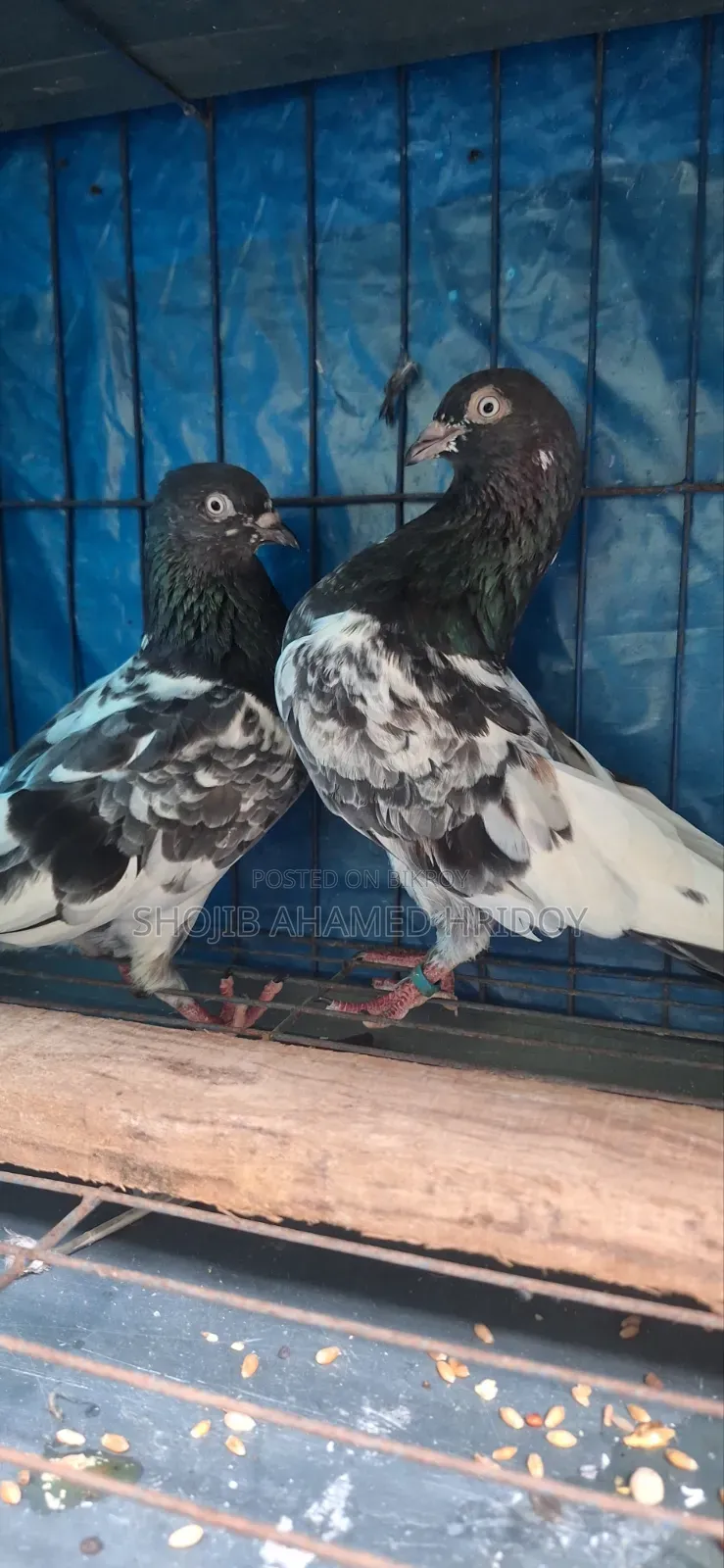 এক জোড়া হাই কলিটির গিরিবাজ কবুতর