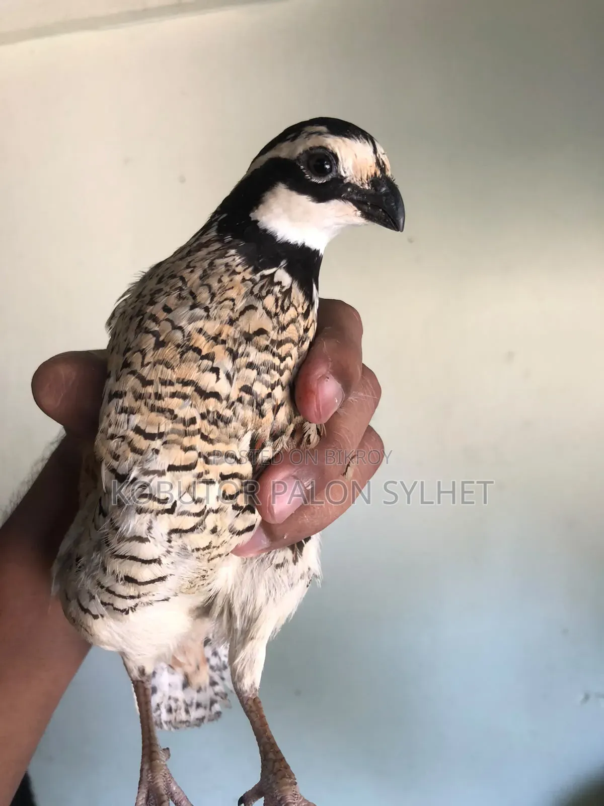 বব কোয়েল বাচ্চা ও ডিম