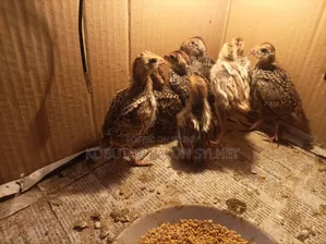বব কোয়েল বাচ্চা ও ডিম