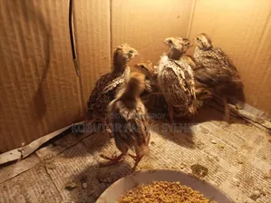 বব কোয়েল বাচ্চা ও ডিম