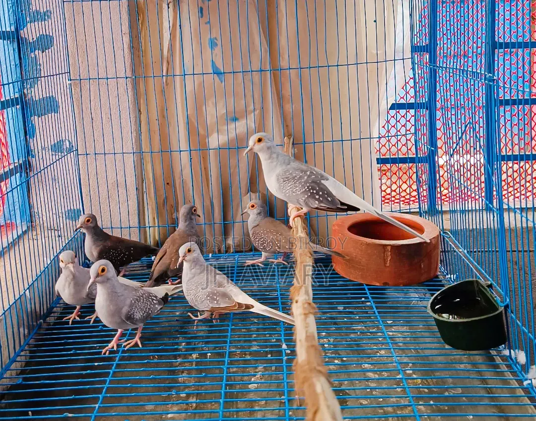 রানিং ডায়মন্ড ডাভ