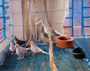 Running Diamond Dove