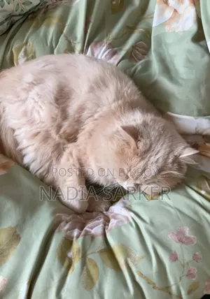 6-12 months Female Purebred Persian