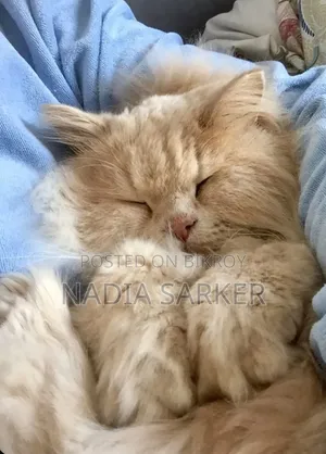 6-12 months Female Purebred Persian