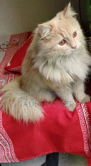 6-12 months Female Purebred Persian