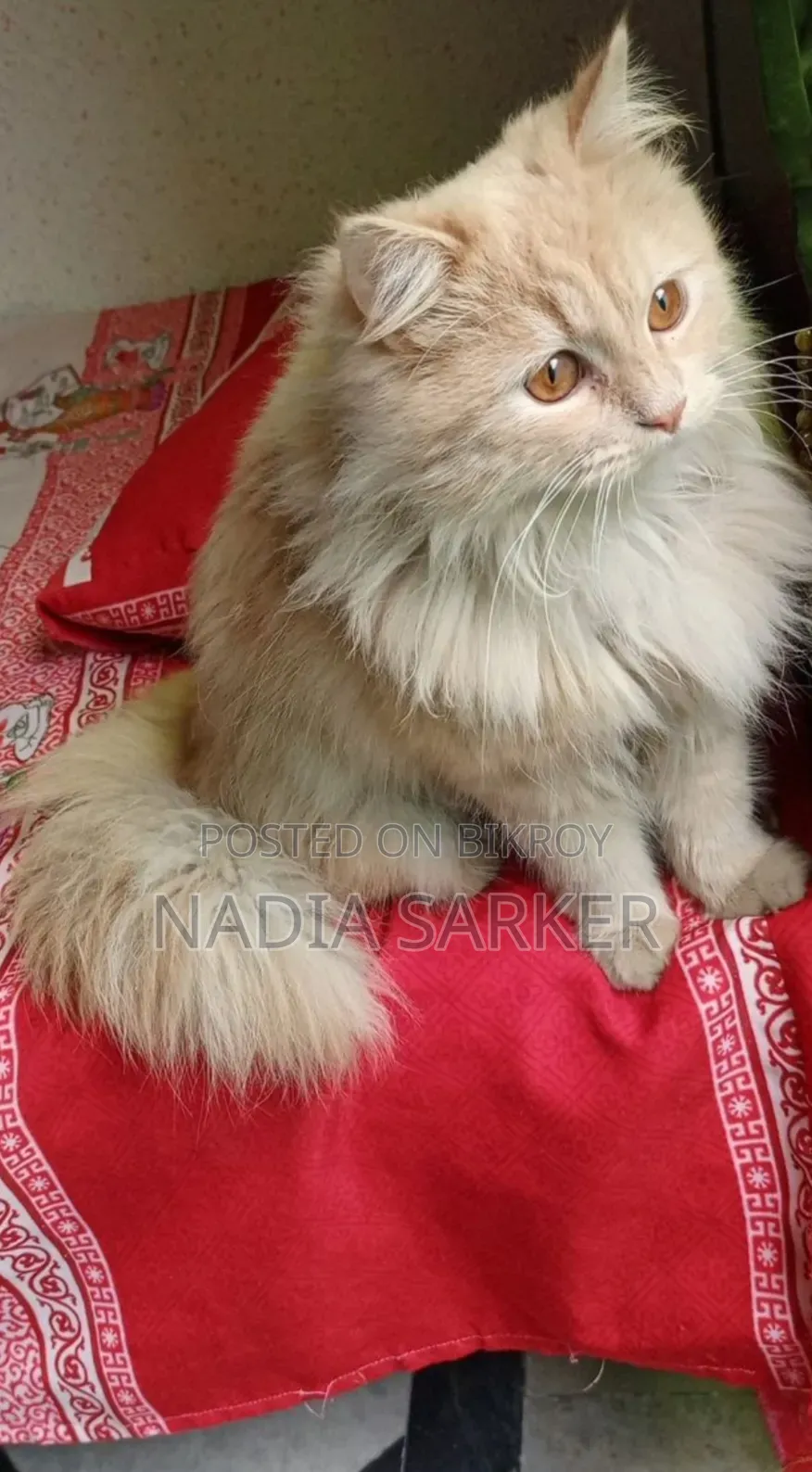 6-12 months Female Purebred Persian