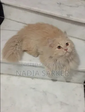 6-12 months Female Purebred Persian