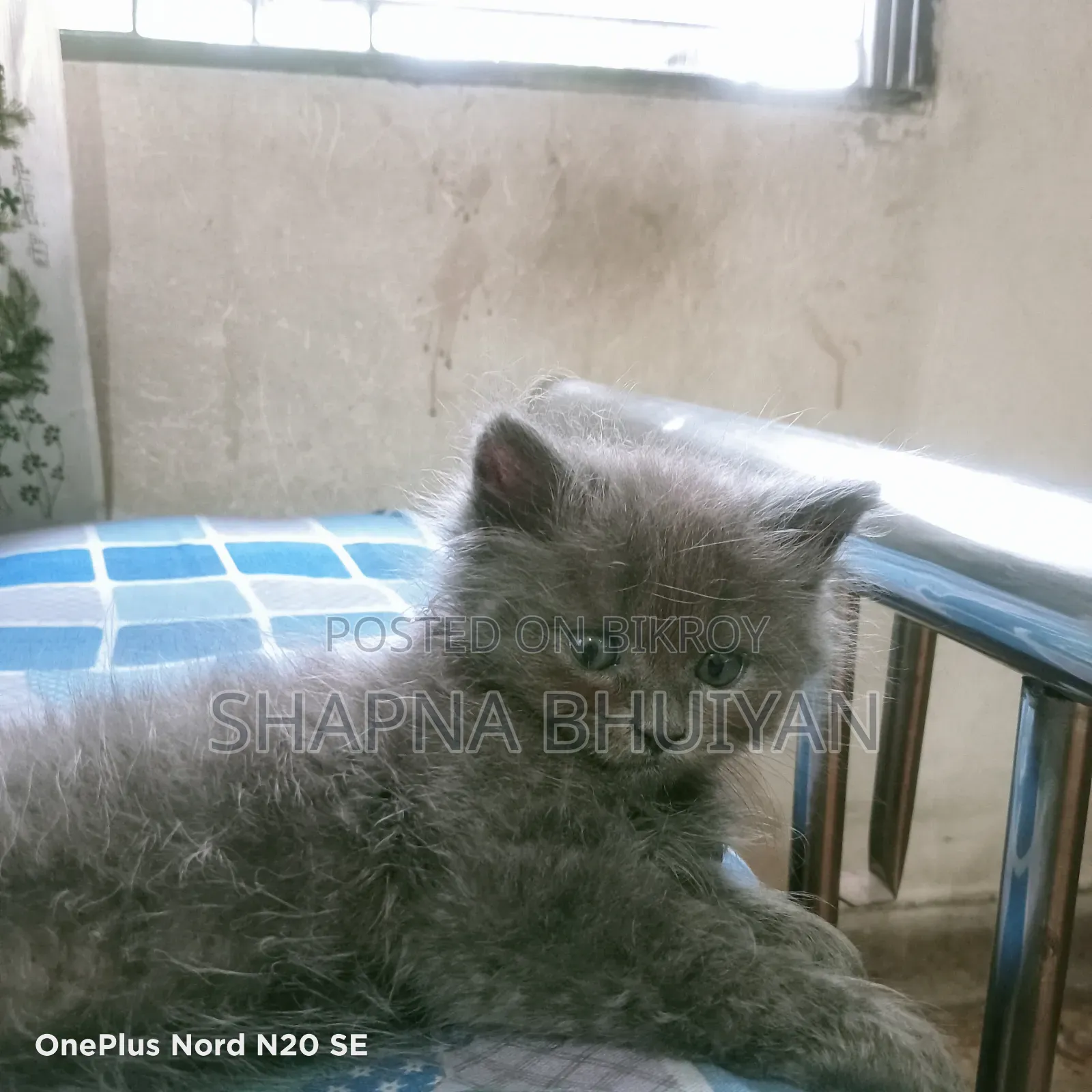 1-3 months Female Purebred Persian