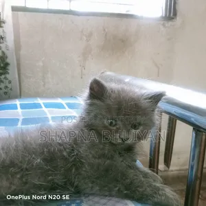 1-3 months Female Purebred Persian
