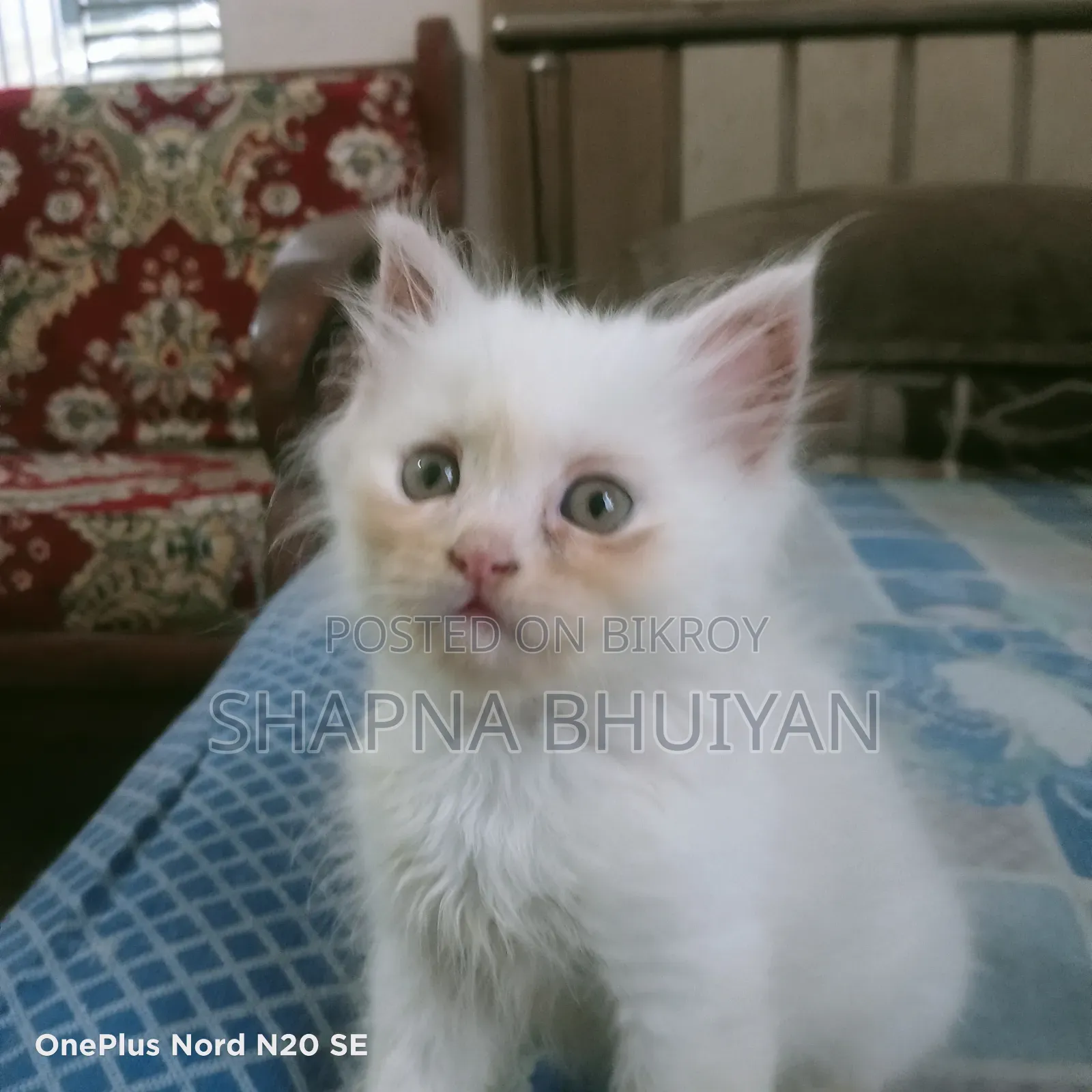 1-3 months Female Purebred Persian
