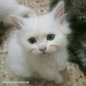 1-3 months Female Purebred Persian