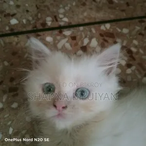 1-3 months Female Purebred Persian