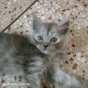 1-3 months Female Purebred Persian