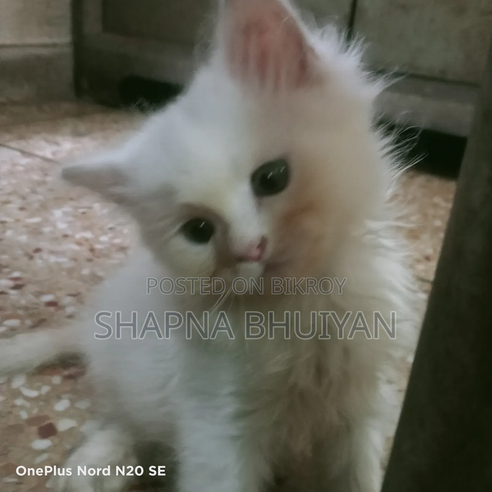 1-3 months Female Purebred Persian