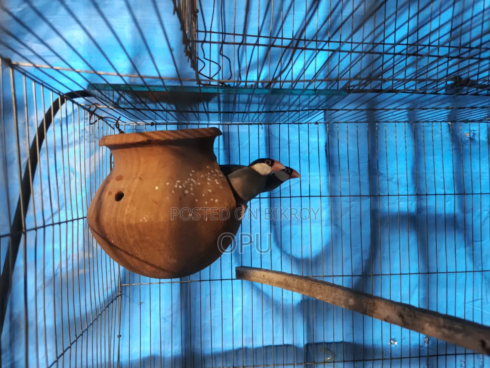 বিক্রির জন্য পাখি