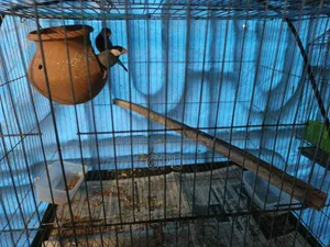 বিক্রির জন্য পাখি